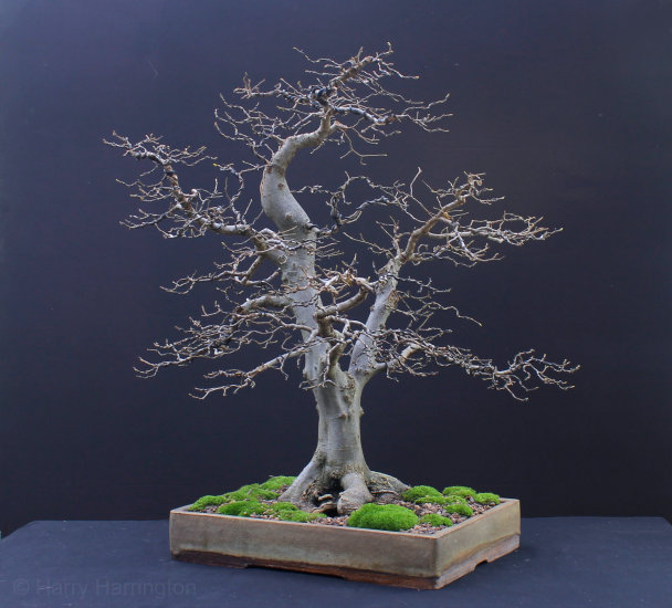 hornbeam bonsai